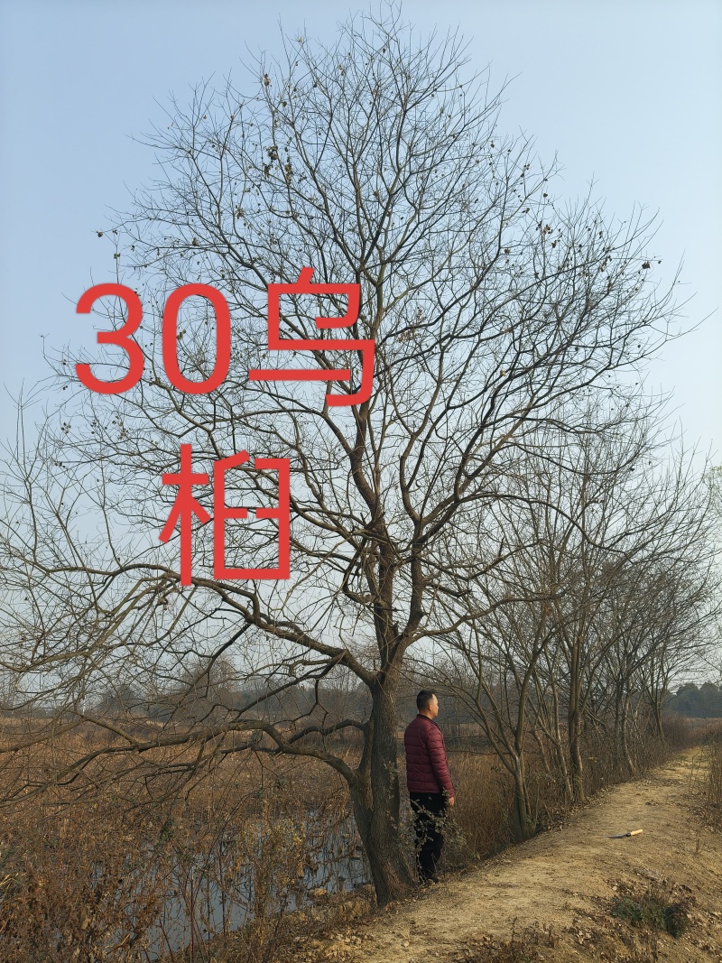 地径37公分乌桕树，0.7米分叉，大杆24.小杆17公分