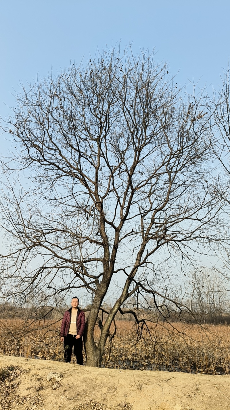 地径37公分乌桕树，0.7米分叉，大杆24.小杆17公分