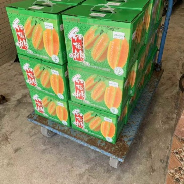 杨桃产地