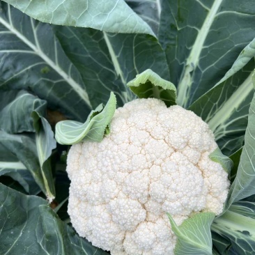精品有机花菜白面青梗