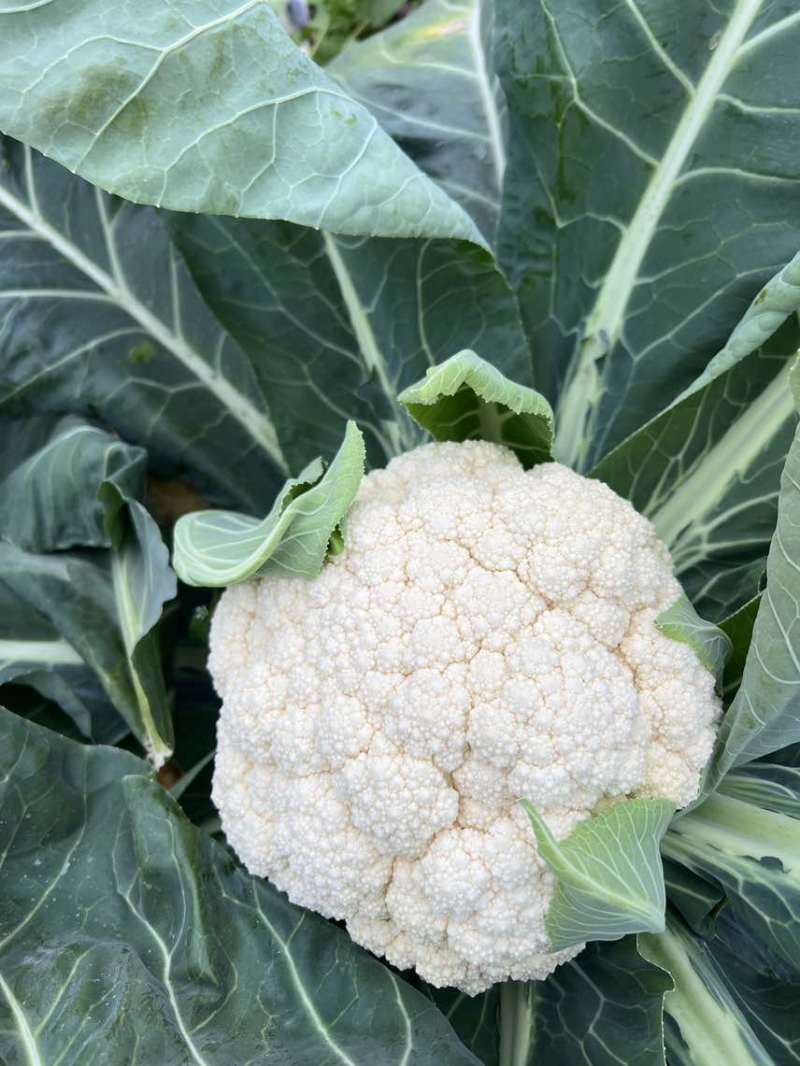 精品有机花菜白面青梗