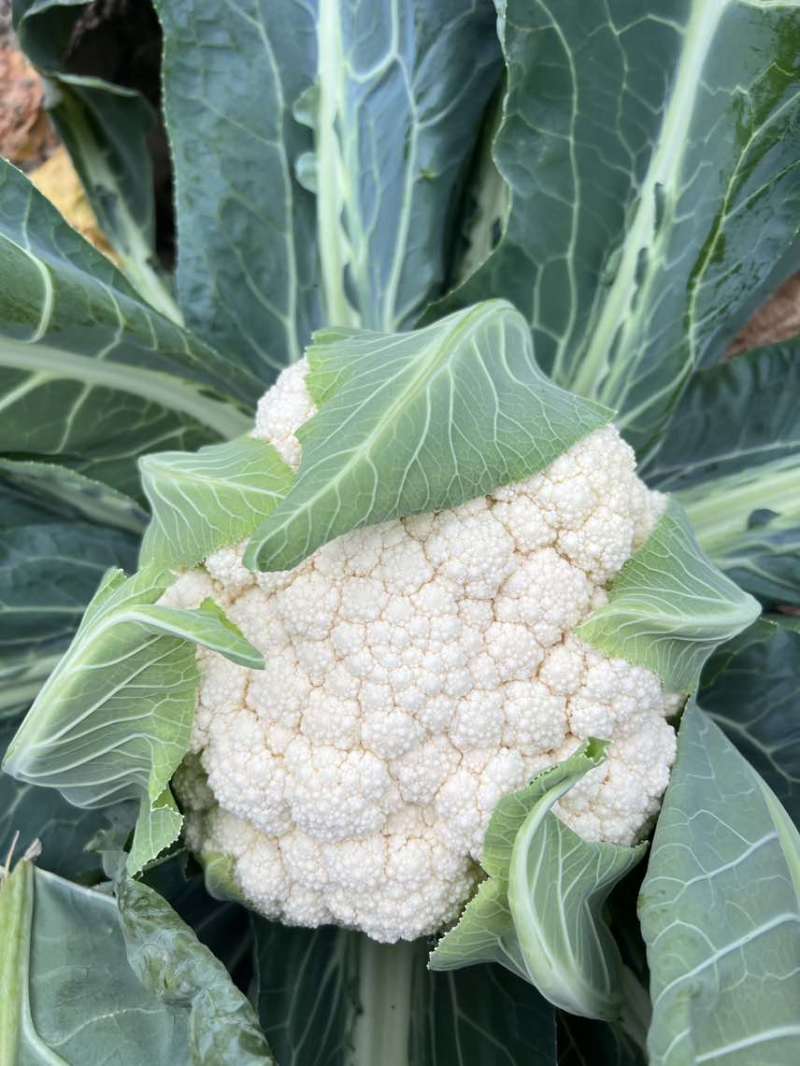 精品有机花菜白面青梗