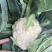 精品有机花菜白面青梗