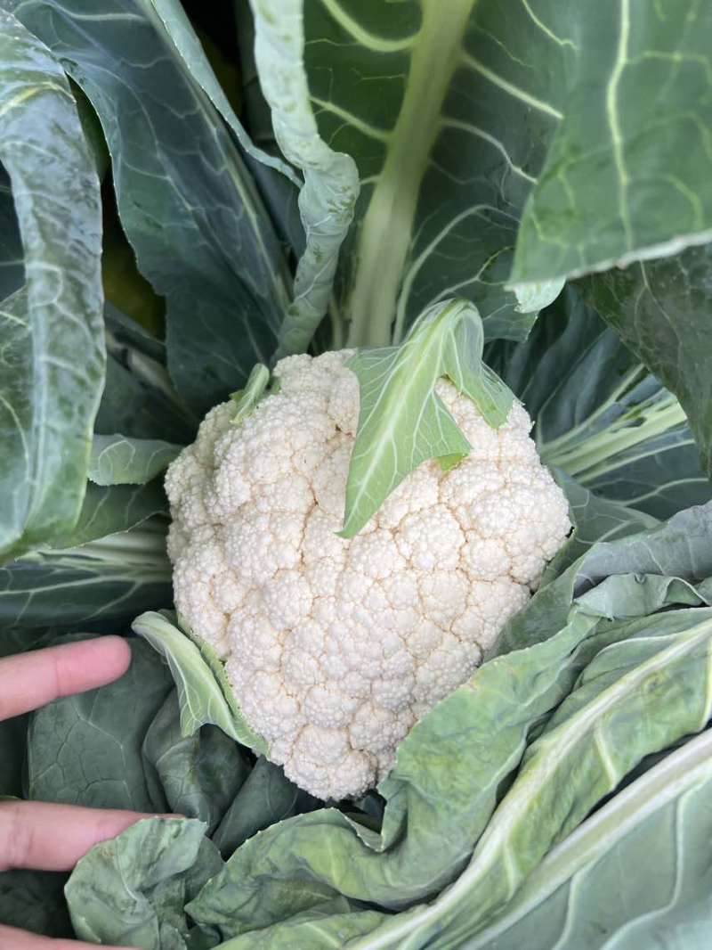 精品有机花菜白面青梗