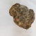 出筹羊胃里的结石