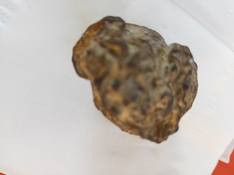 出筹羊胃里的结石