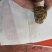 出筹羊胃里的结石