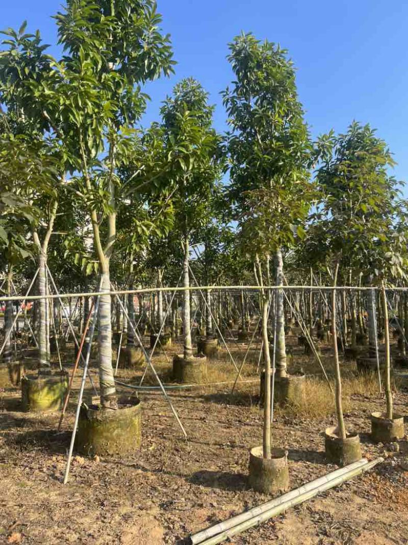 白玉兰骨架10-18分，大量低价出售