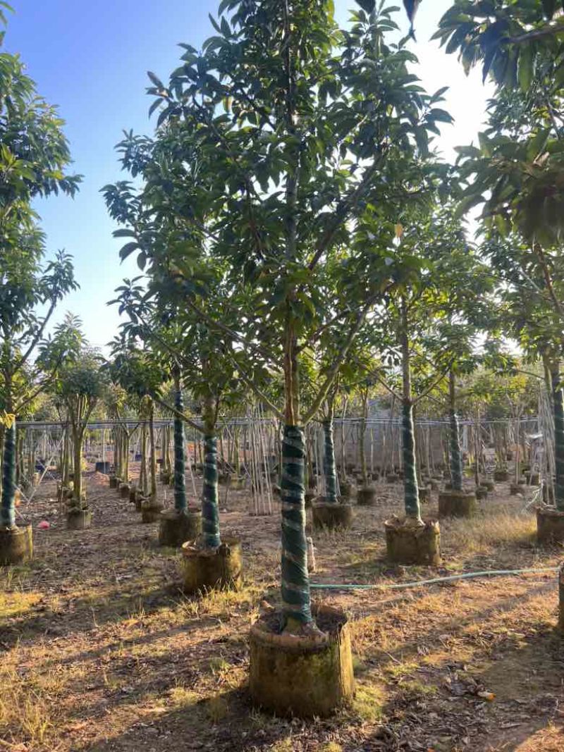 白玉兰骨架10-18分，大量低价出售