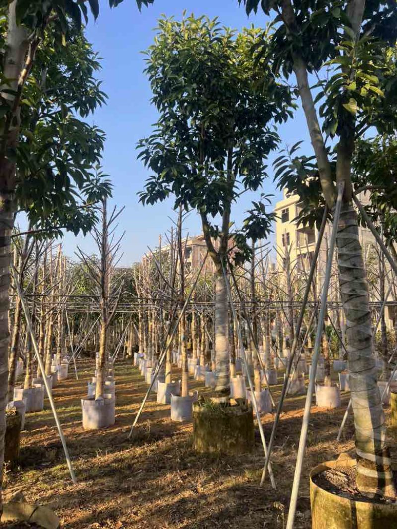 白玉兰骨架10-18分，大量低价出售