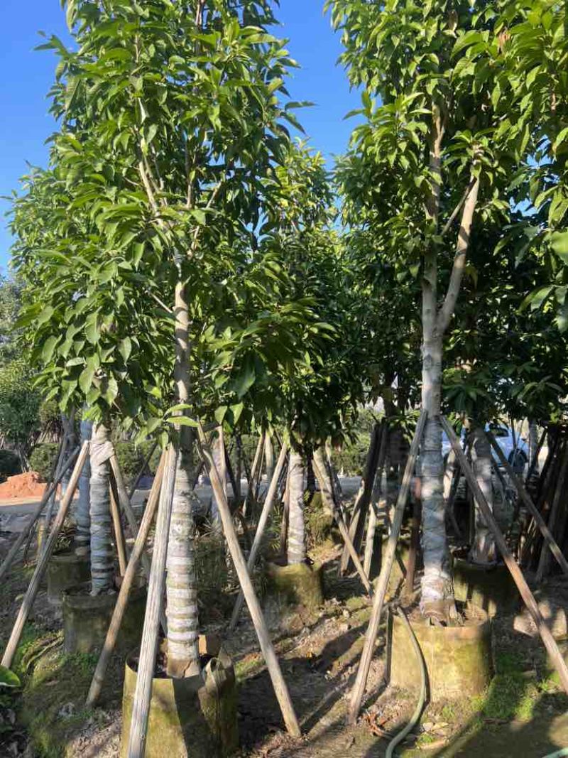 白玉兰骨架10-18分，大量低价出售