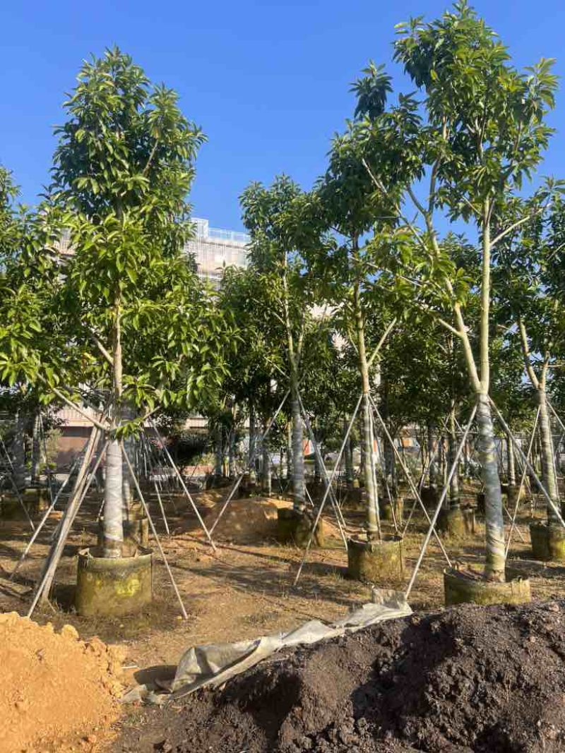 白玉兰骨架10-18分，大量低价出售