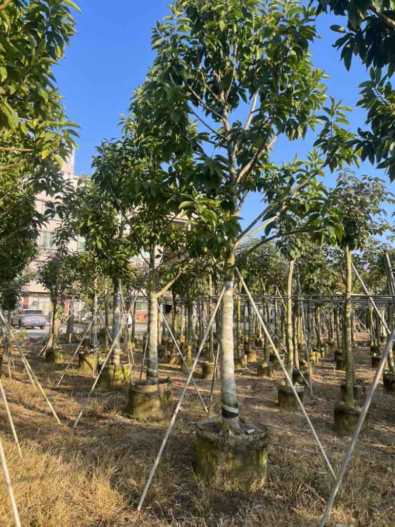 白玉兰骨架10-18分，大量低价出售
