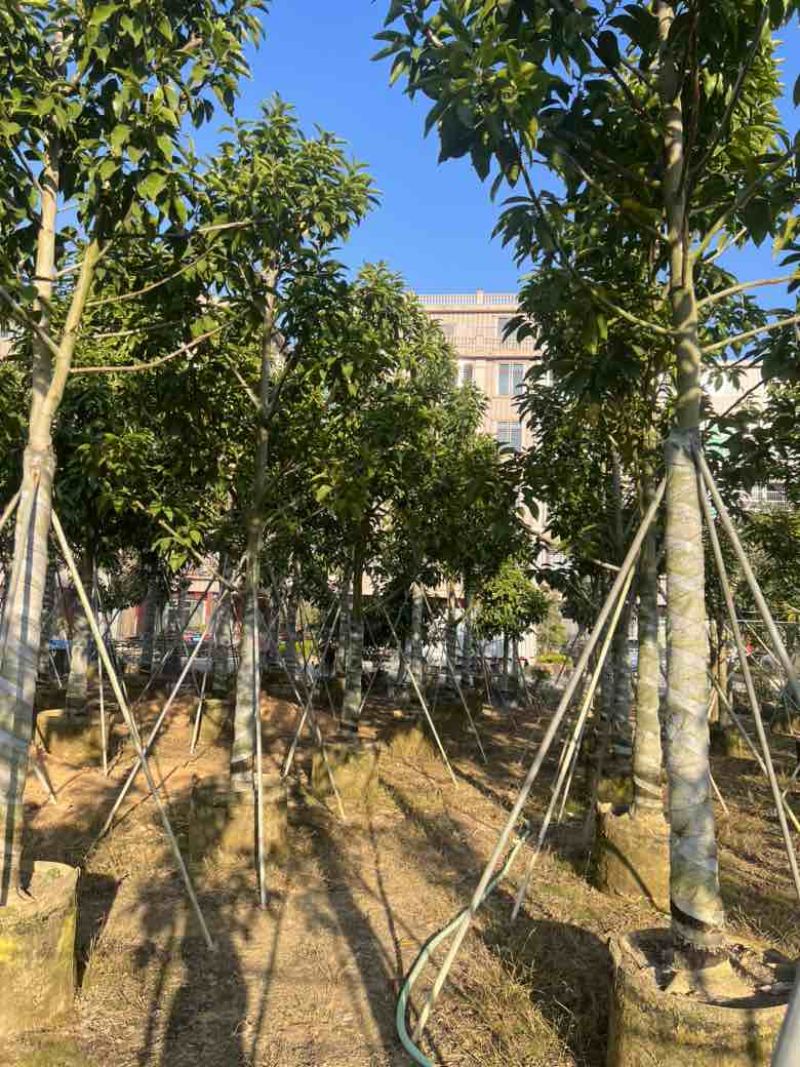 白玉兰骨架10-18分，大量低价出售