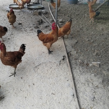 散养土公鸡