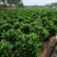 非洲茉莉30-200，各种规格，大量低价出售