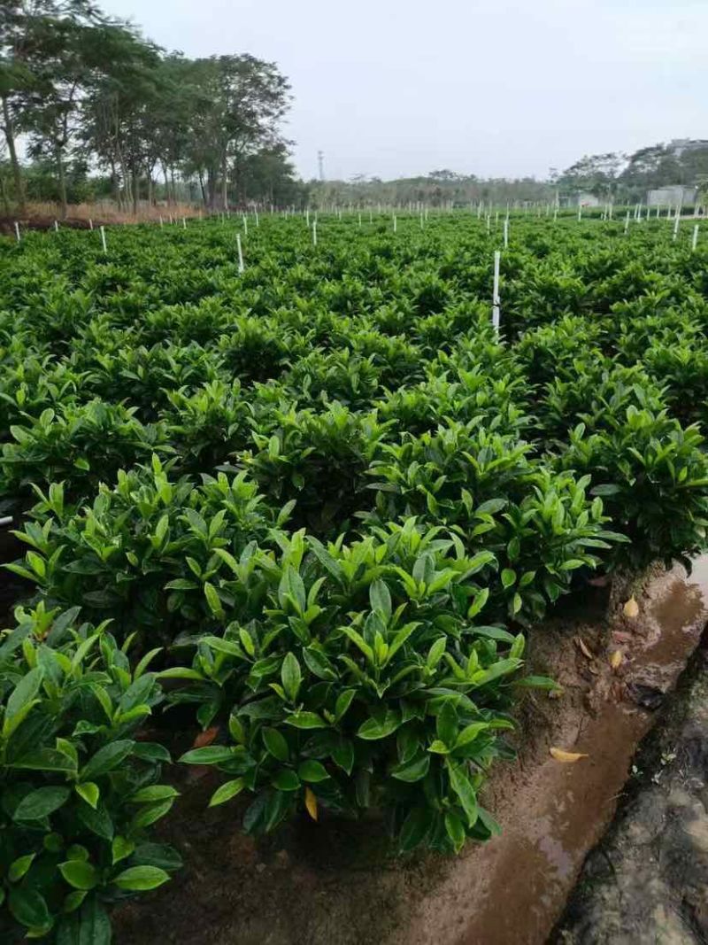 非洲茉莉30-200，各种规格，大量低价出售