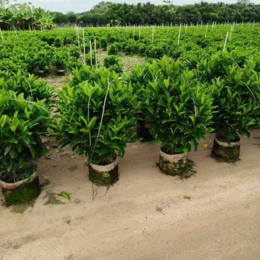 非洲茉莉30-200，各种规格，大量低价出售