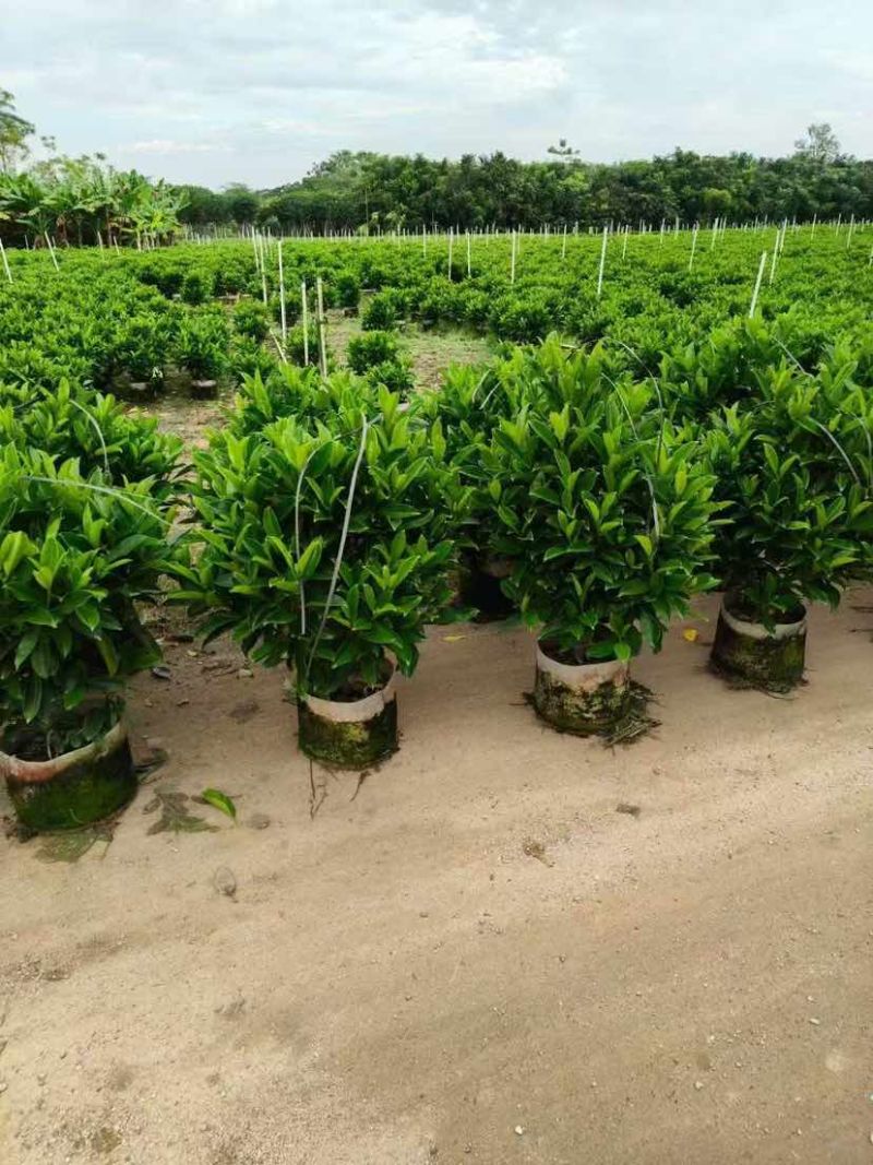 非洲茉莉30-200，各种规格，大量低价出售
