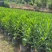 非洲茉莉30-200，各种规格，大量低价出售
