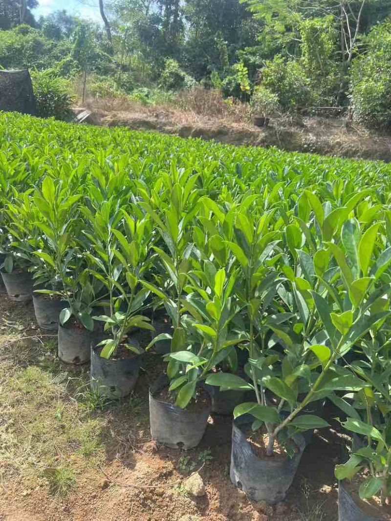 非洲茉莉30-200，各种规格，大量低价出售