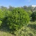 非洲茉莉30-200，各种规格，大量低价出售