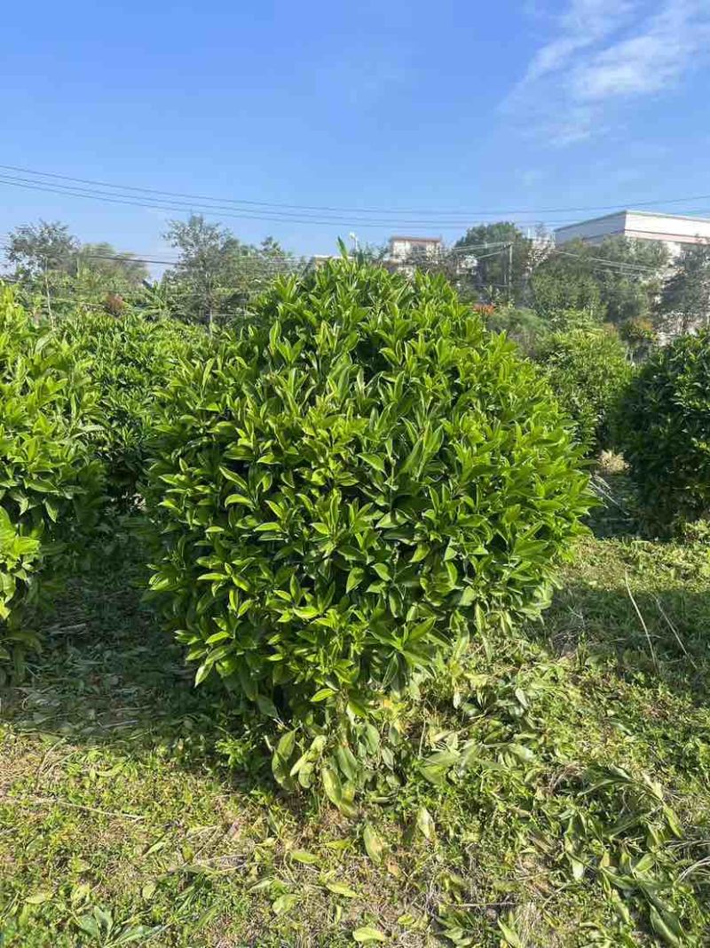 非洲茉莉30-200，各种规格，大量低价出售