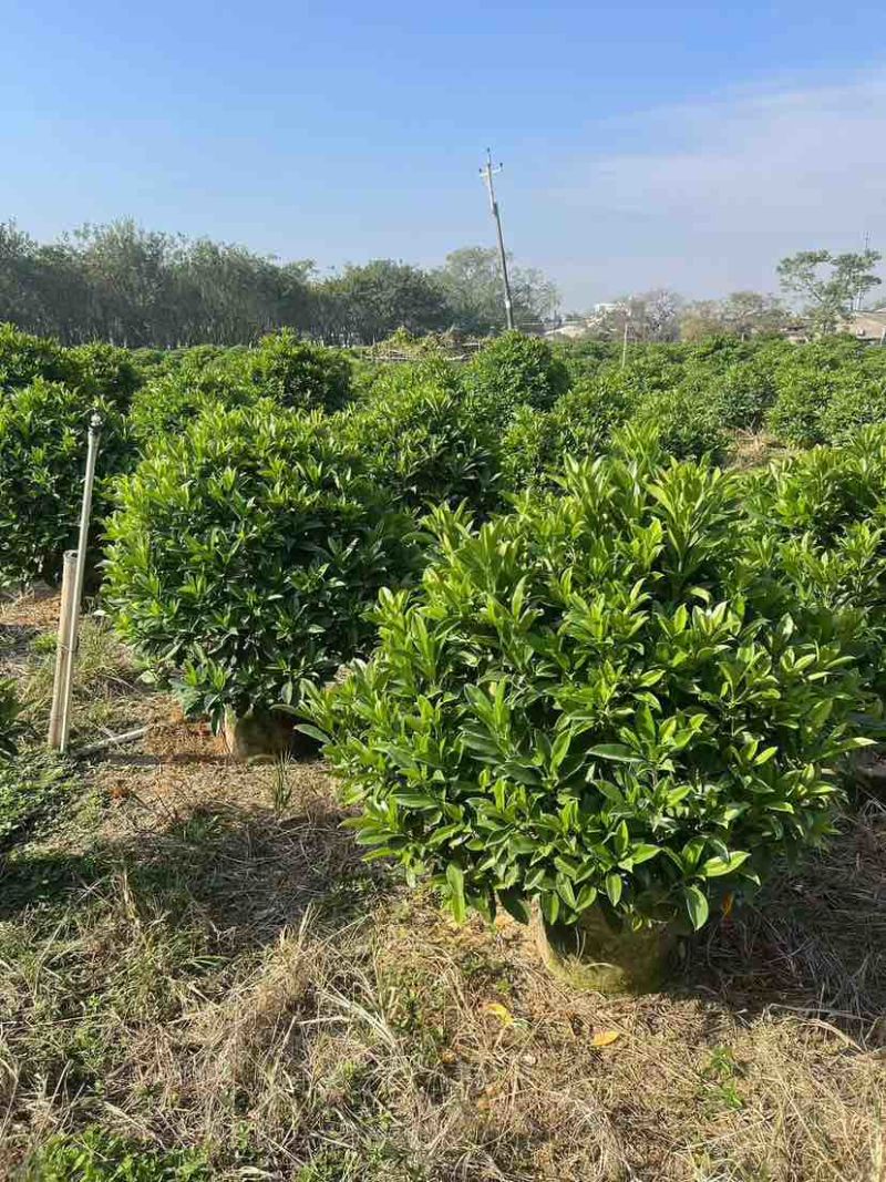 非洲茉莉30-200，各种规格，大量低价出售