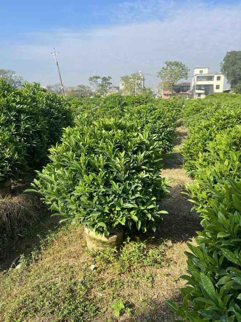 非洲茉莉30-200，各种规格，大量低价出售