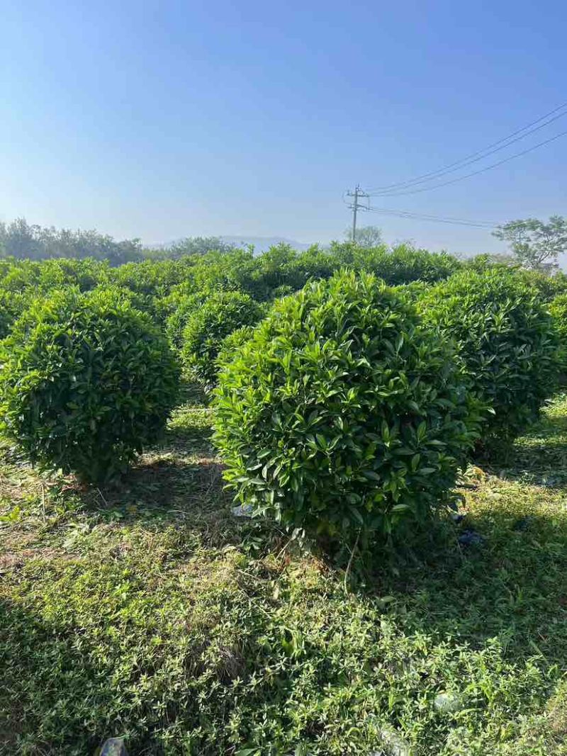 非洲茉莉30-200，各种规格，大量低价出售