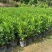 非洲茉莉30-200，各种规格，大量低价出售