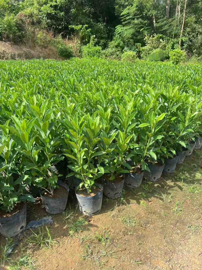 非洲茉莉30-200，各种规格，大量低价出售