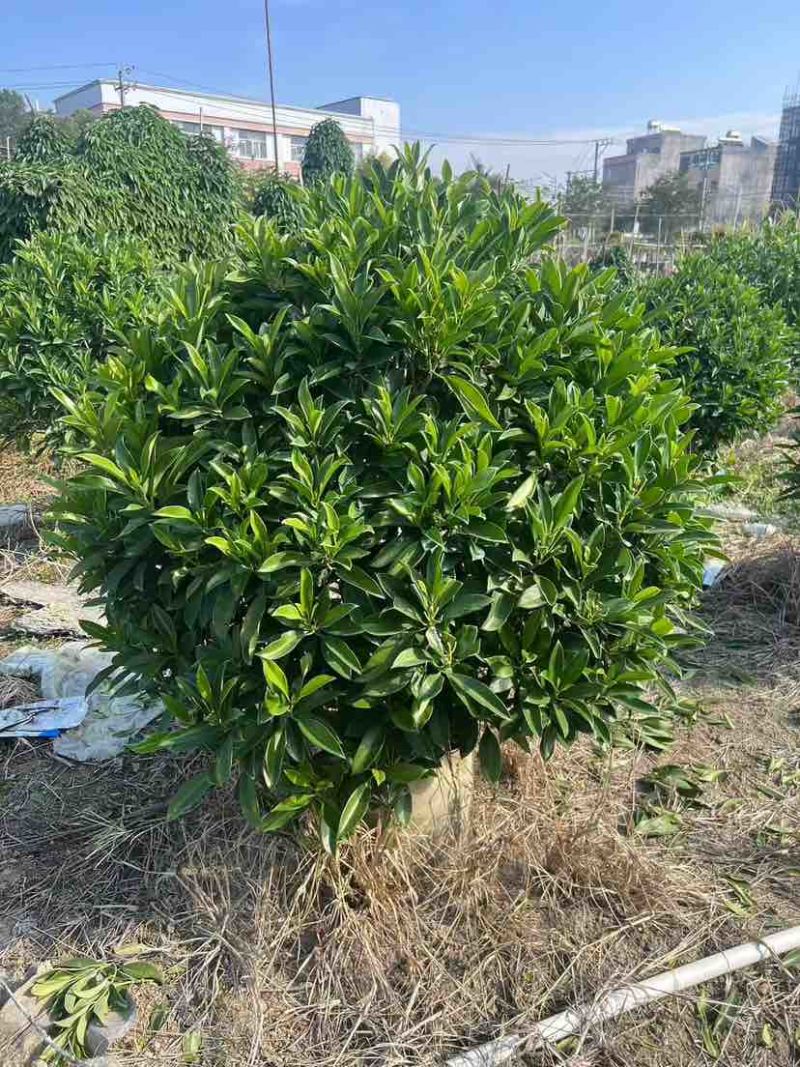非洲茉莉30-200，各种规格，大量低价出售