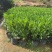 非洲茉莉30-200，各种规格，大量低价出售