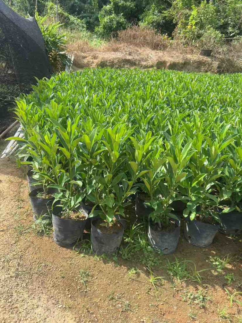 非洲茉莉30-200，各种规格，大量低价出售