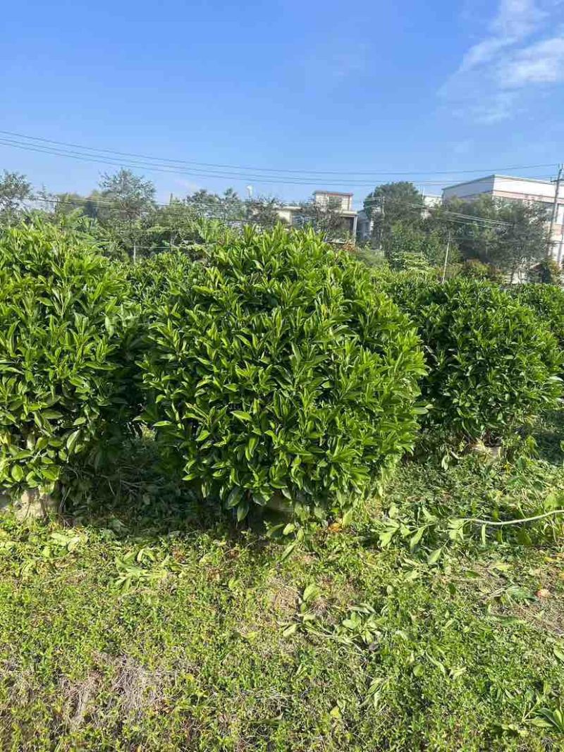 非洲茉莉30-200，各种规格，大量低价出售