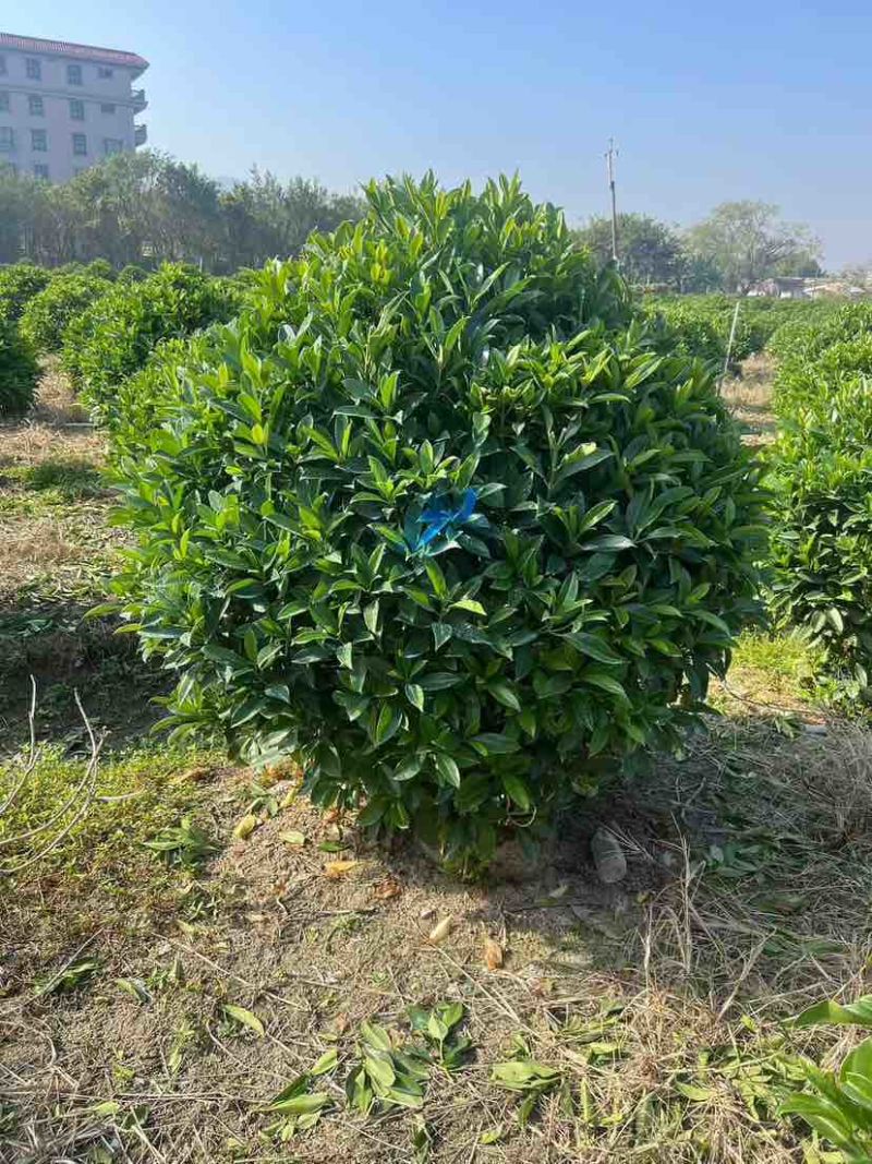 非洲茉莉30-200，各种规格，大量低价出售