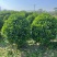 非洲茉莉30-200，各种规格，大量低价出售