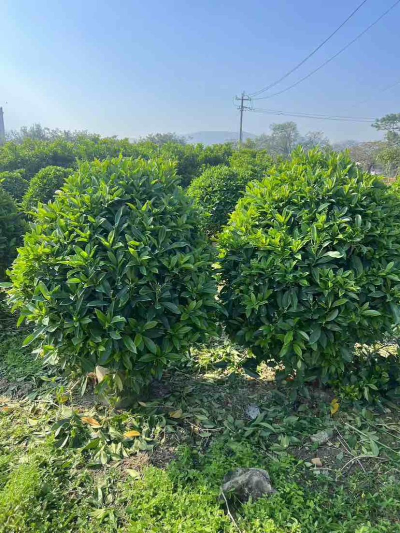 非洲茉莉30-200，各种规格，大量低价出售