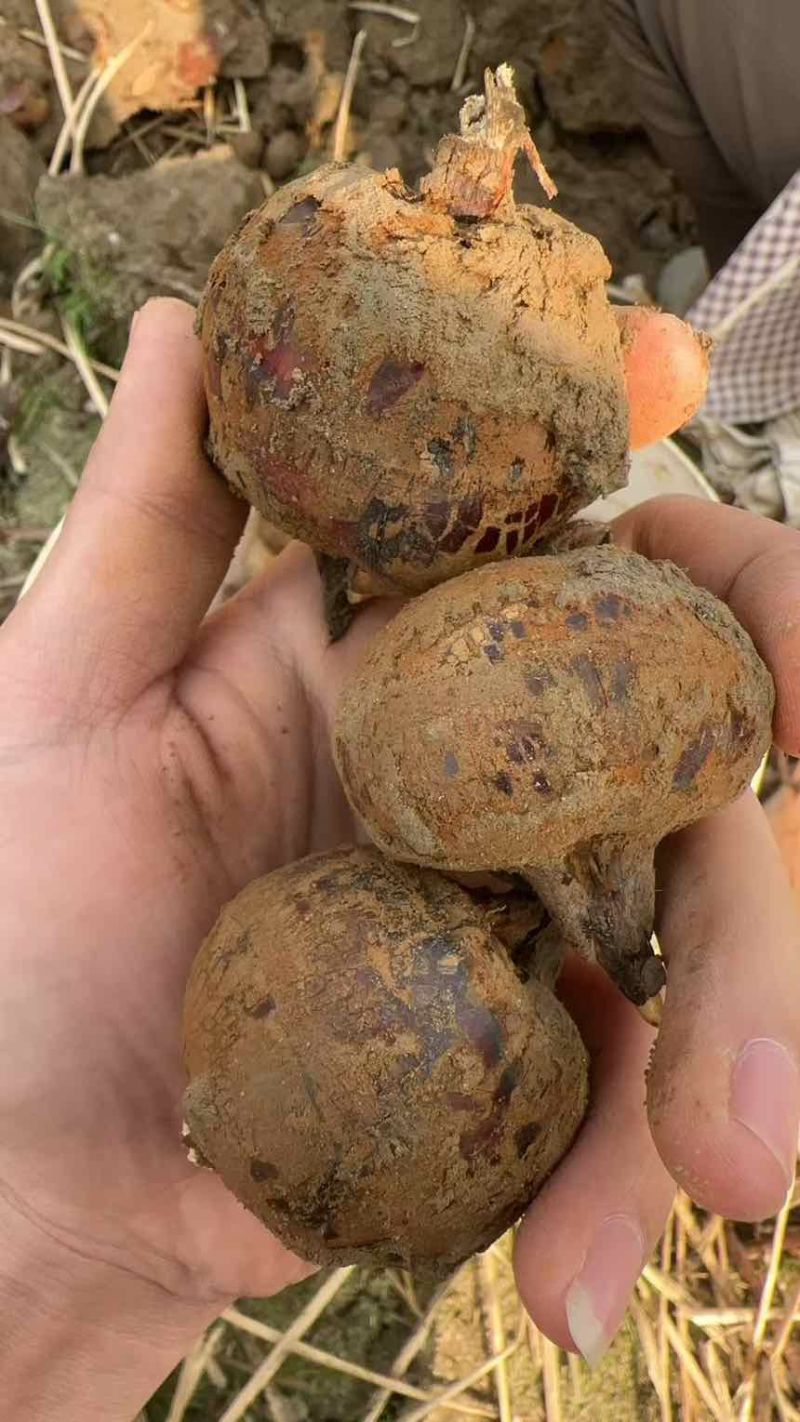 毛马蹄，荸荠，通货，大果8个一斤，平均12一斤，1.4甜度够