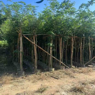 黄花梨2-15分，各种规格，大量低价出售