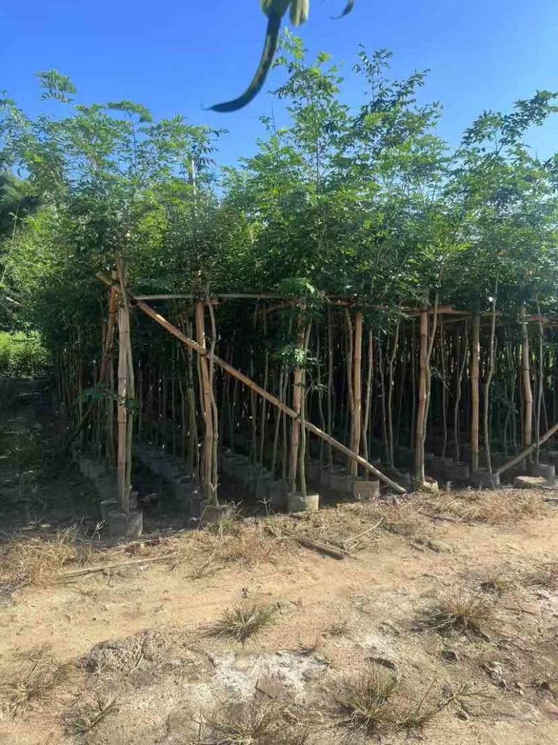 黄花梨2-15分，各种规格，大量低价出售
