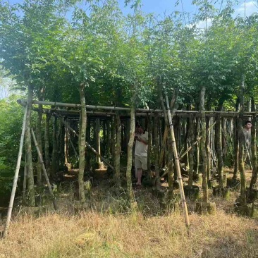 黄花梨2-15分，各种规格，大量低价出售