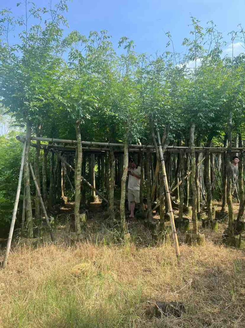 黄花梨2-15分，各种规格，大量低价出售