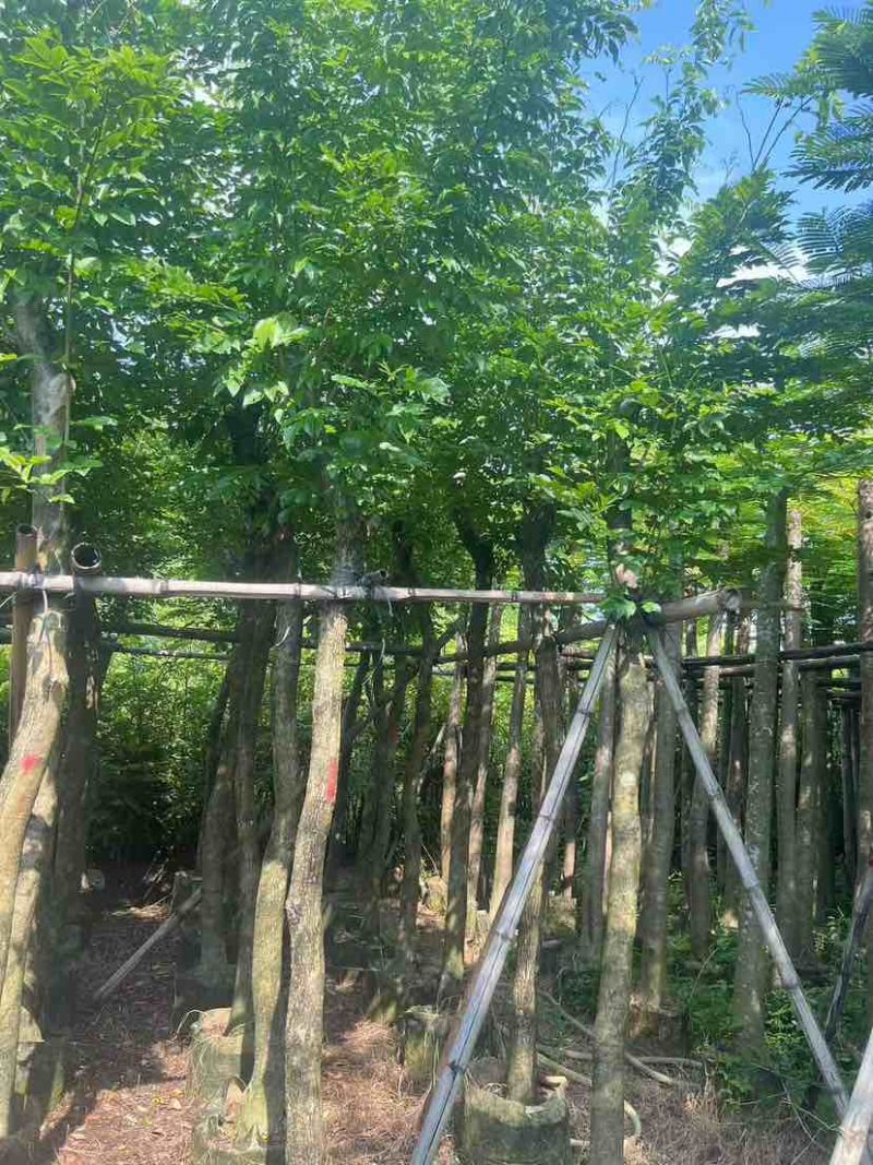 黄花梨2-15分，各种规格，大量低价出售