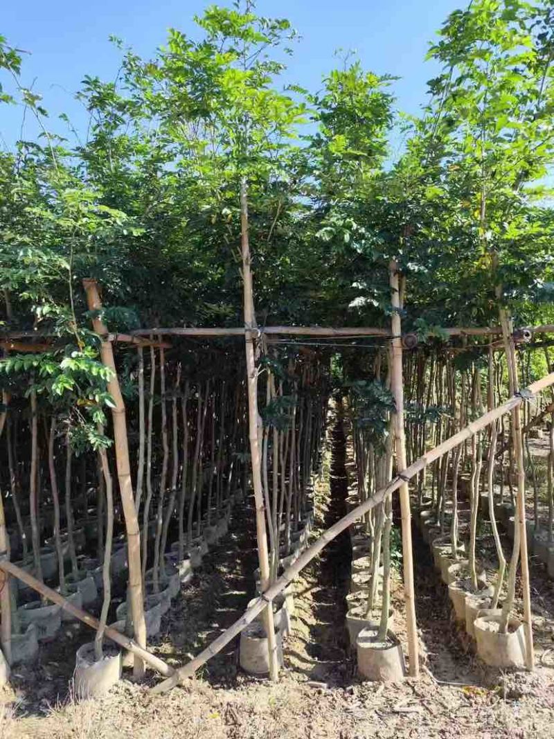 黄花梨2-15分，各种规格，大量低价出售