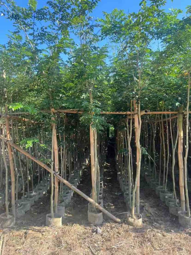 黄花梨2-15分，各种规格，大量低价出售