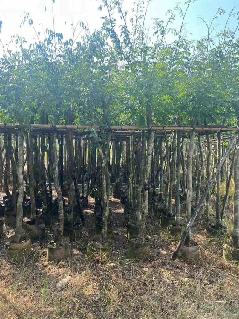 黄花梨2-15分，各种规格，大量低价出售