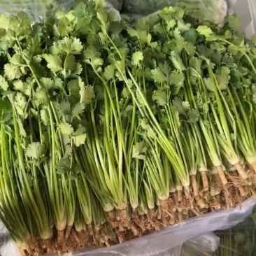 唐山铁杆香菜