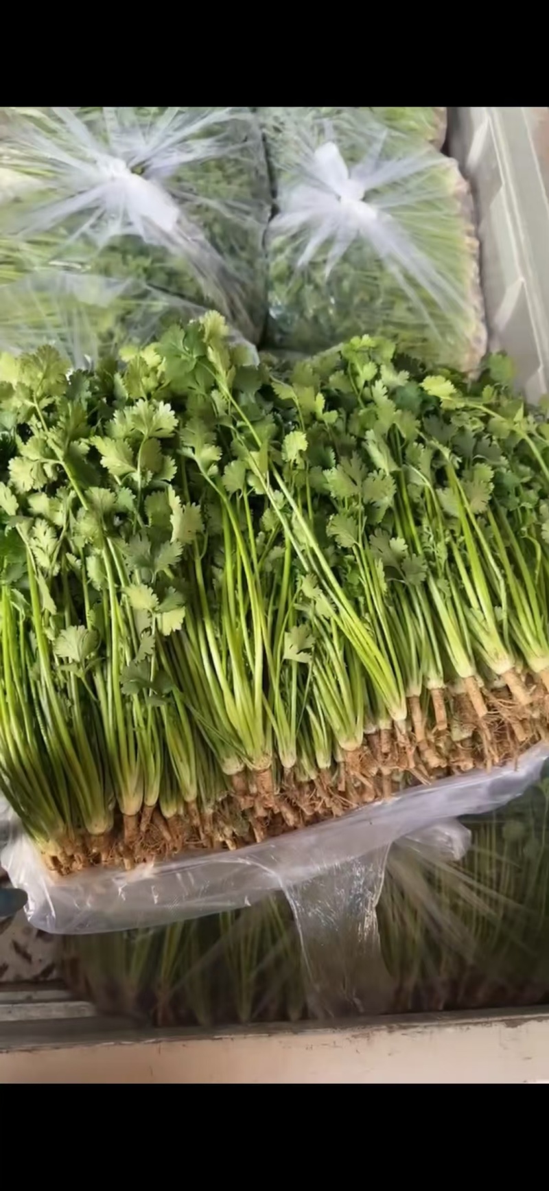 唐山铁杆香菜